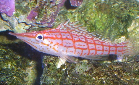 Oxycirrhites typus