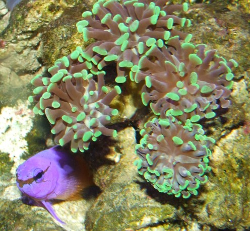 Euphyllia ancora