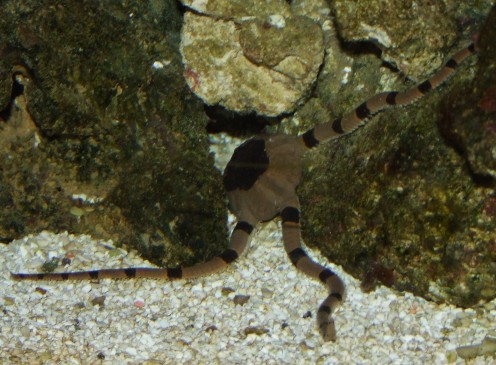 Ophiolepis superba