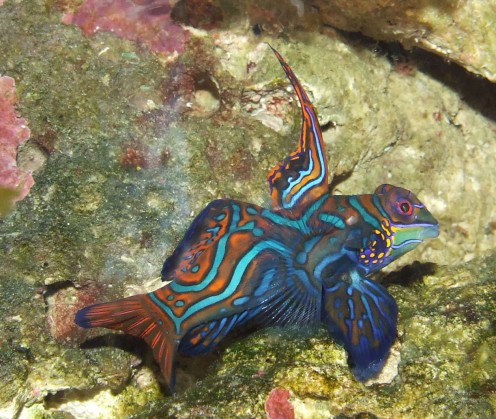 Synchiropus splendidus