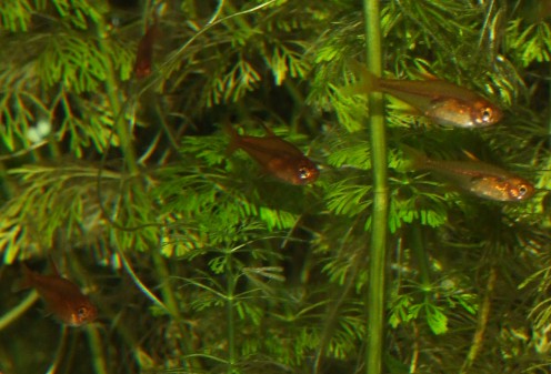 hyphessobrycon amandae