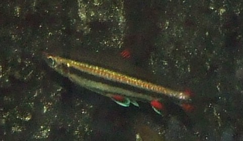 nannostomus trifasciatus