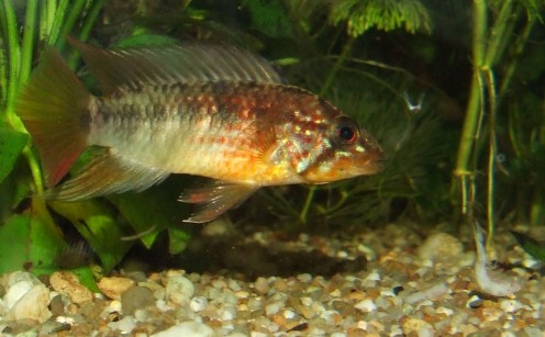 apistogramma macmasteri