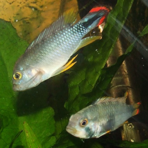 apistogramma nijsseni