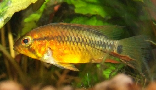 apistogramma macmasteri