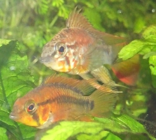 apistogramma macmasteri