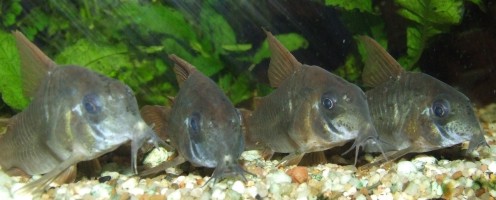 corydoras concolor