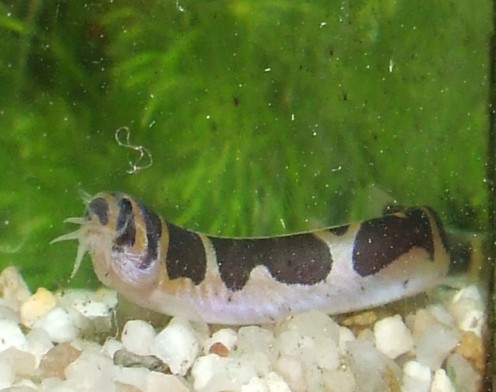 acanthopthalmus kuhli