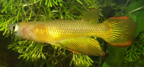 aplocheilus lineatus