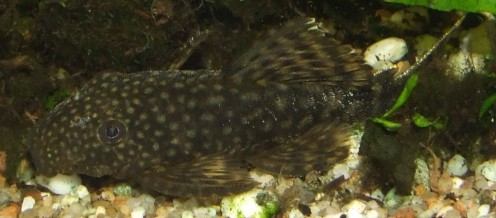 ancistrus