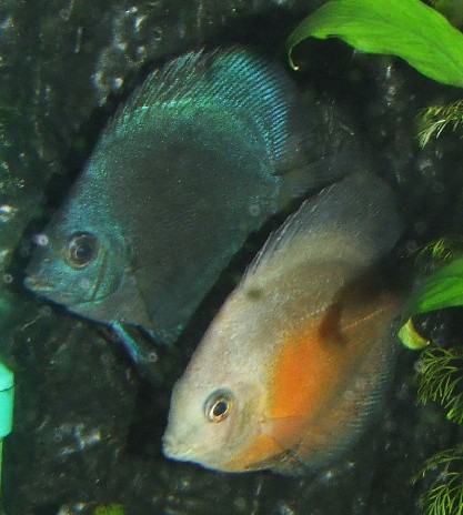 discus fish