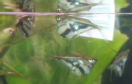 carnegiella strigata