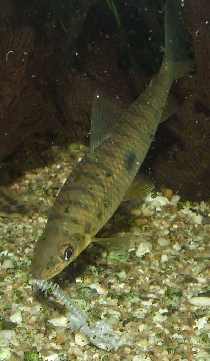 pseudanos trimaculatus (anostomus trimaculatus)