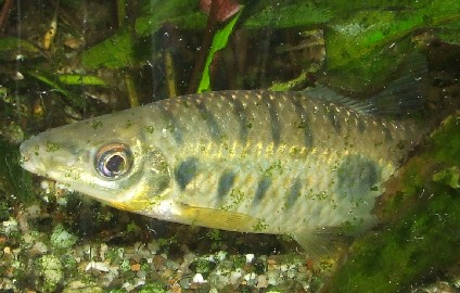 pseudanos trimaculatus (anostomus trimaculatus)