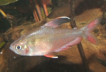 hyphessobrycon bentosi