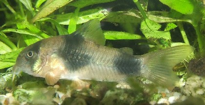 corydoras weitzmani