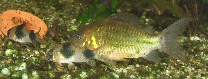 corydoras weitzmani