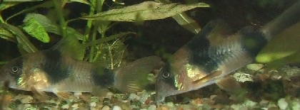 corydoras weitzmani