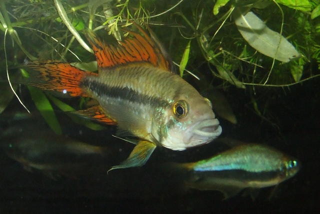 apistogramma cacatuoides