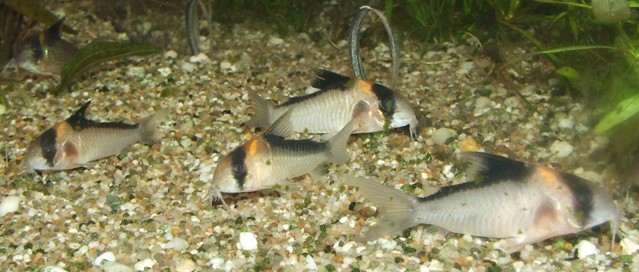 corydoras C-121 + adolfoi