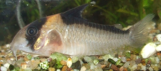 corydoras C-121