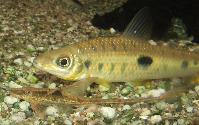 sturisoma aureum