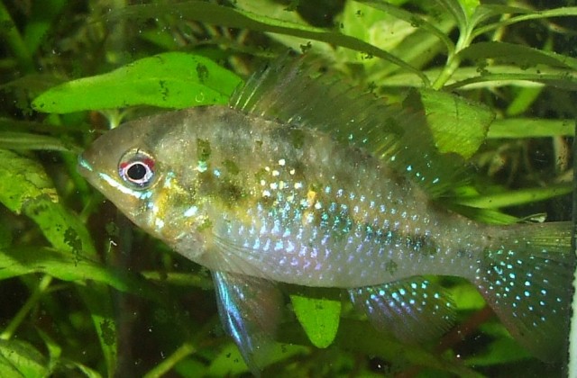 mikrogeophagus ramirezi