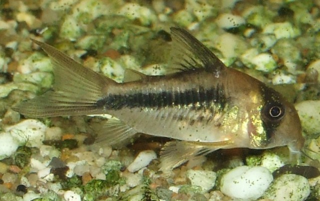 corydoras axelrodi