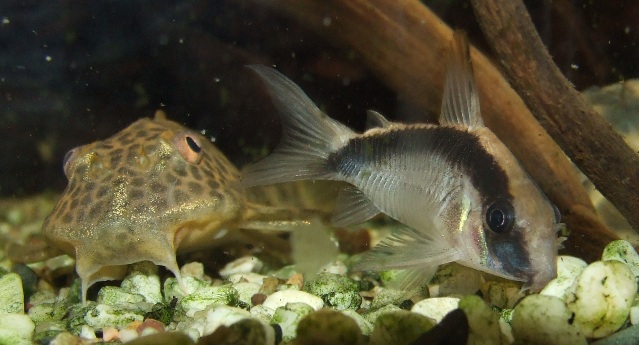 corydoras arcuatus