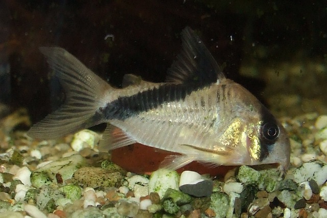 corydoras melini