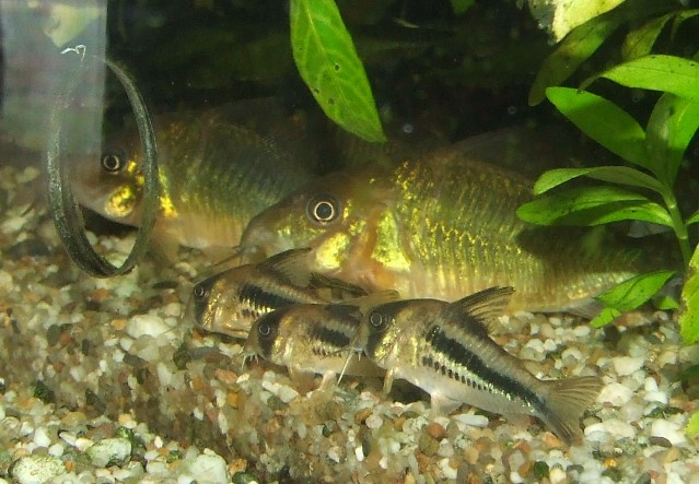 corydoras axelrodi