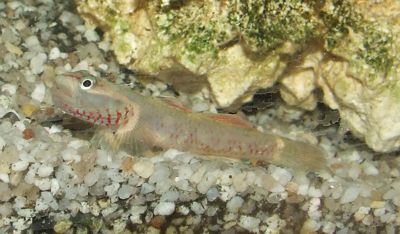 rhinogobius duospilus