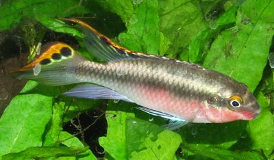 pelvicachromis pulcher